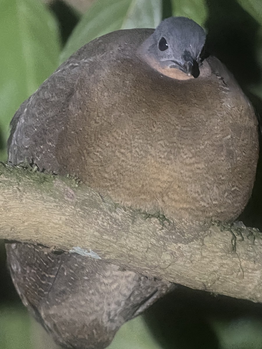 Highland Tinamou (Costa Rican) - ML632655974