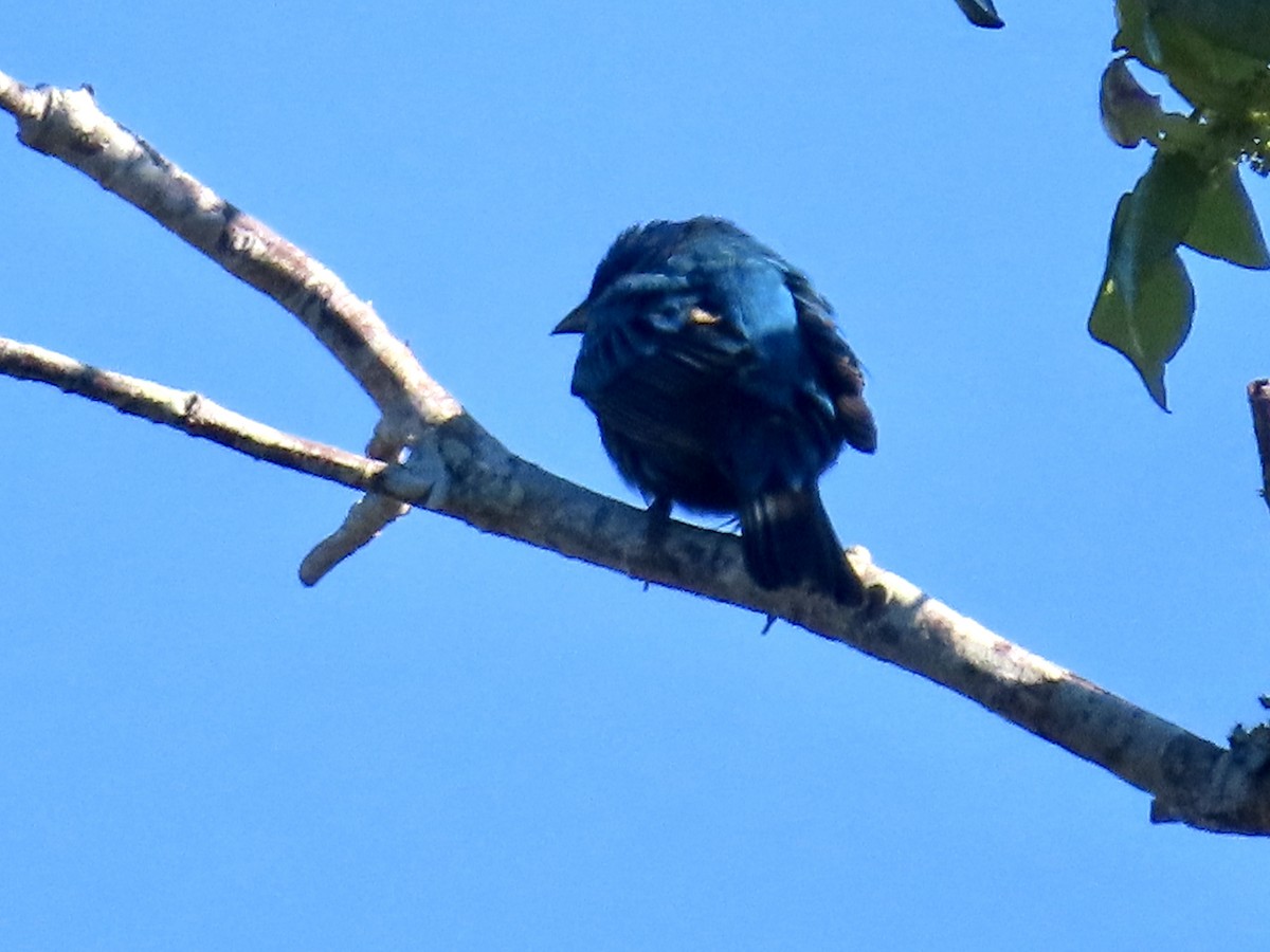 Indigo Bunting - ML632656451
