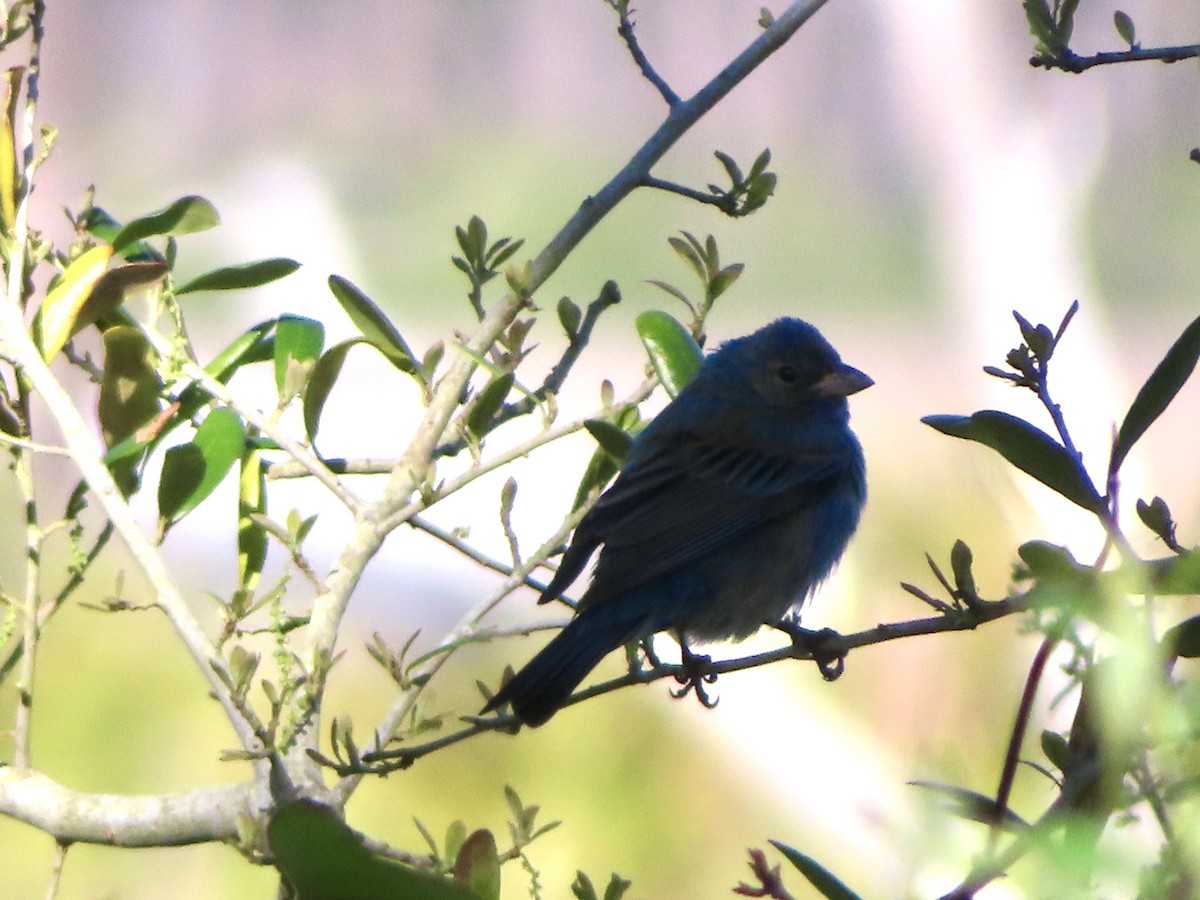Indigo Bunting - ML632656452