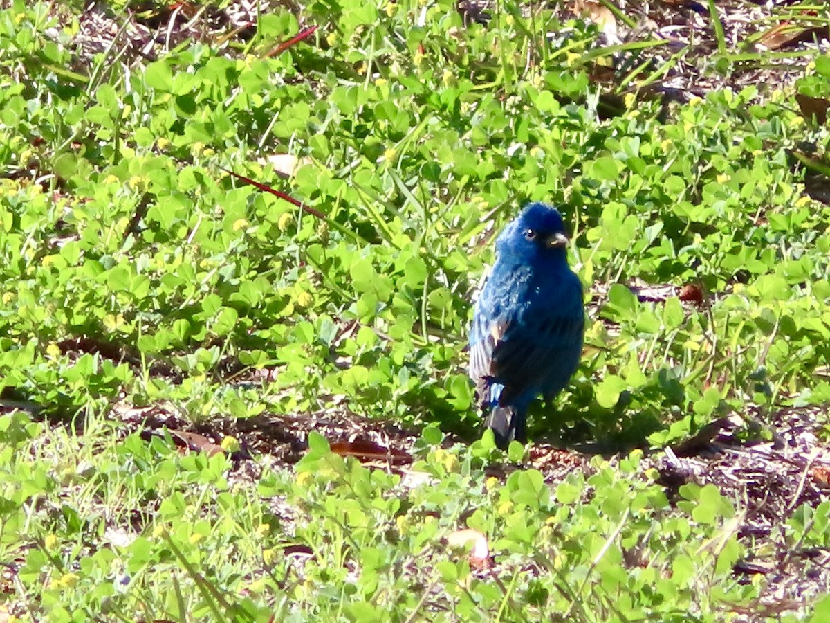 Indigo Bunting - ML632656453