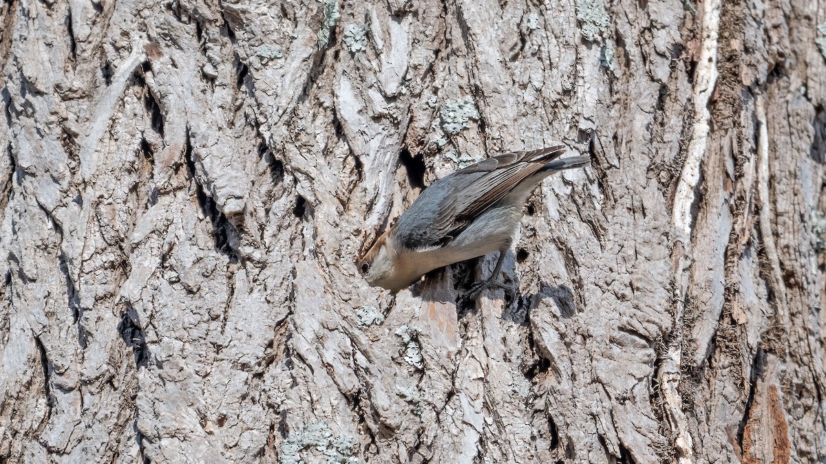 Brown-headed Nuthatch - Jim Easton