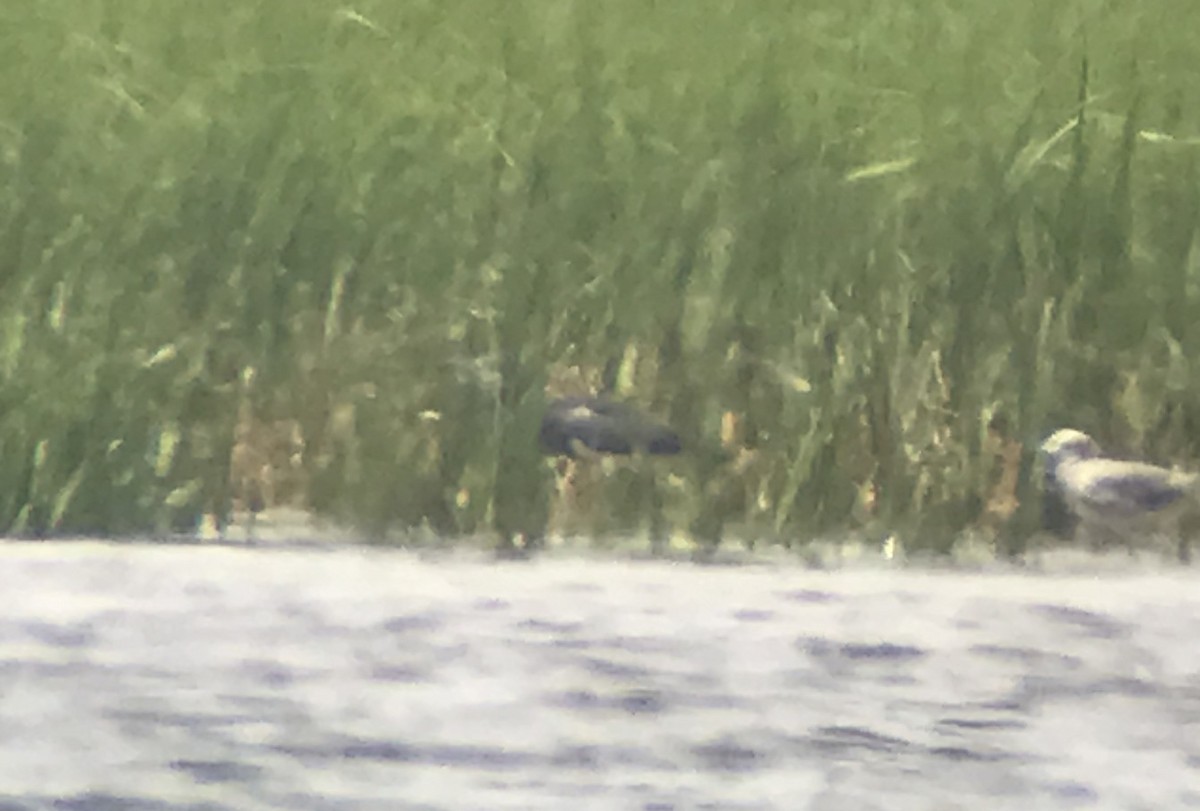 Tricolored Heron - Joshua Malbin