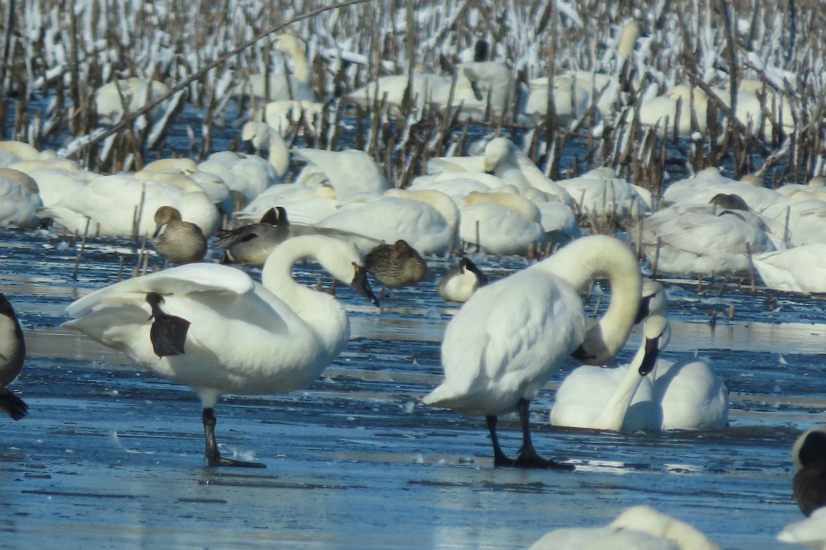 Tundra Swan - ML632656635