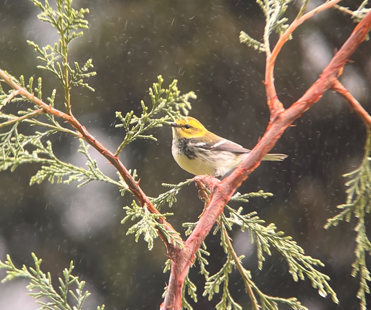 Black-throated Green Warbler - ML632656734