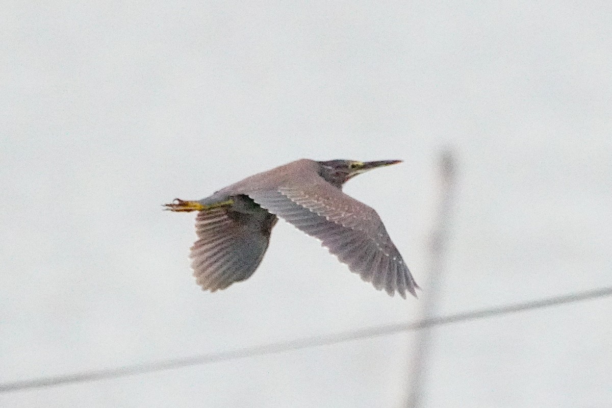 Striated Heron - ML632656751