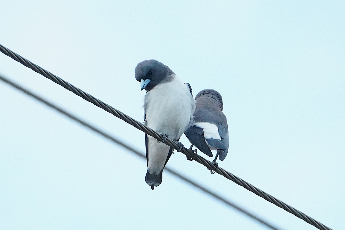 White-breasted Woodswallow - ML632656760