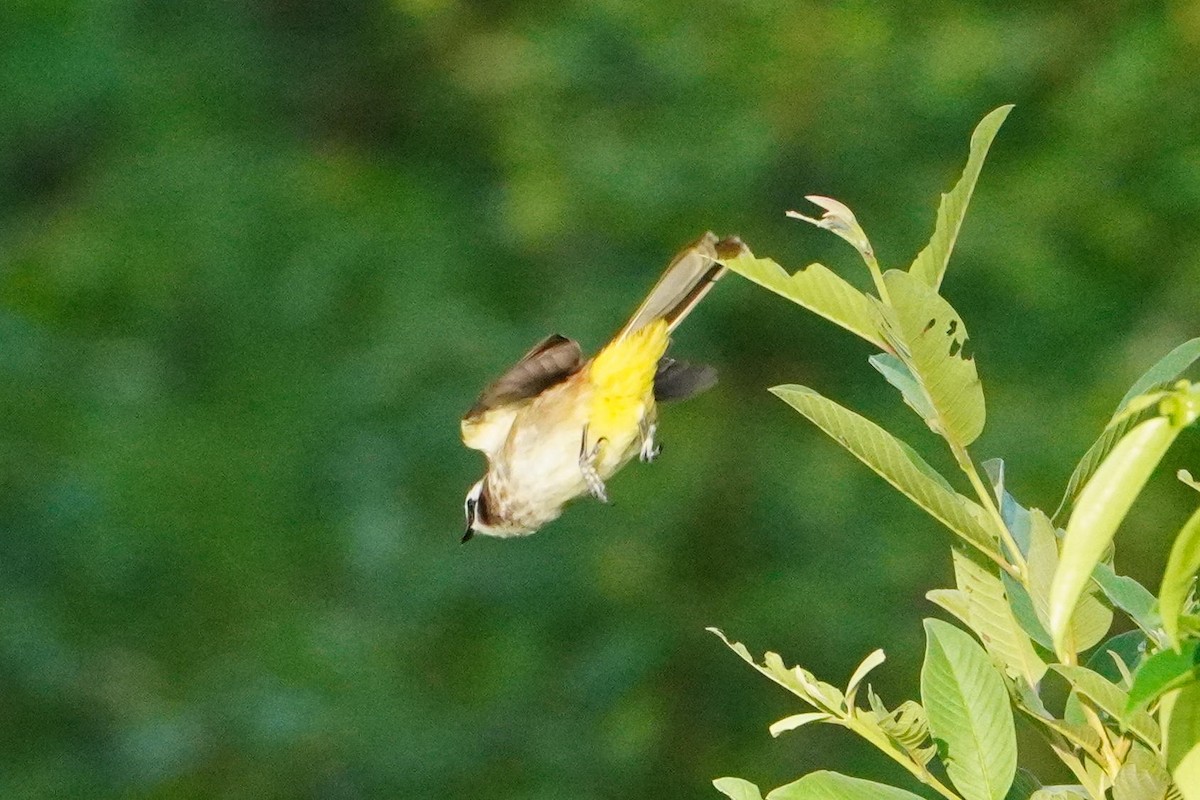 Yellow-vented Bulbul - ML632656765