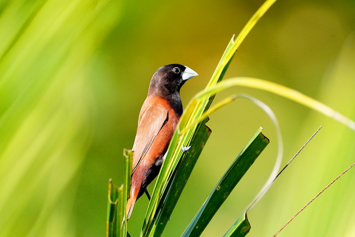 Chestnut Munia - ML632656776