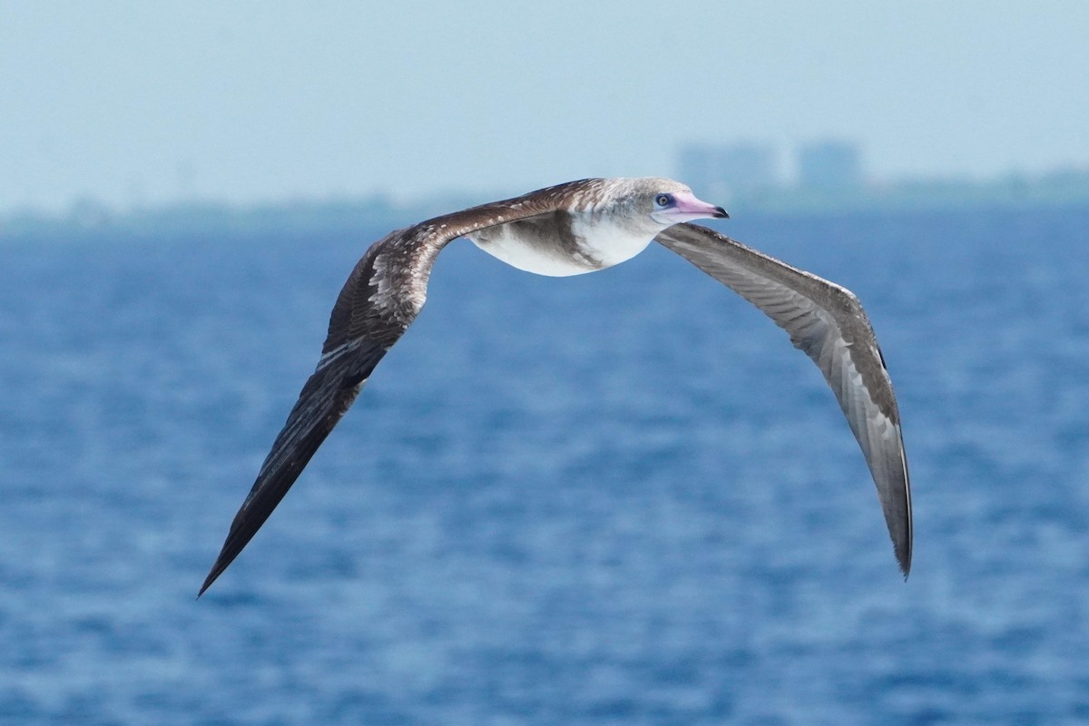 Red-footed Booby - ML632657108