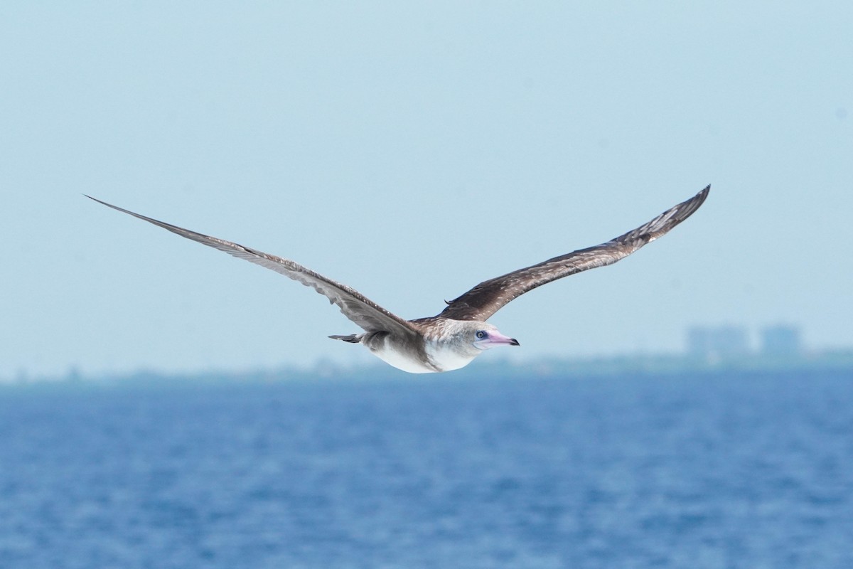Red-footed Booby - ML632657109