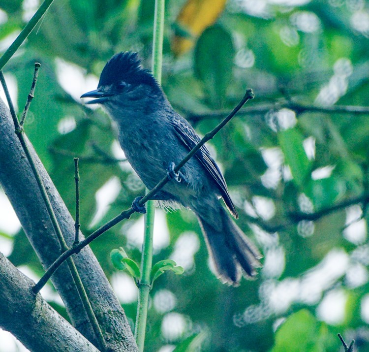 Slaty Becard - ML632657340