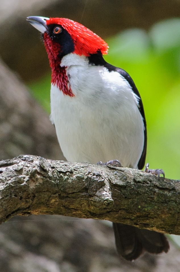 Masked Cardinal - ML632657826
