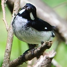 Lesson's Seedeater - ML632657840