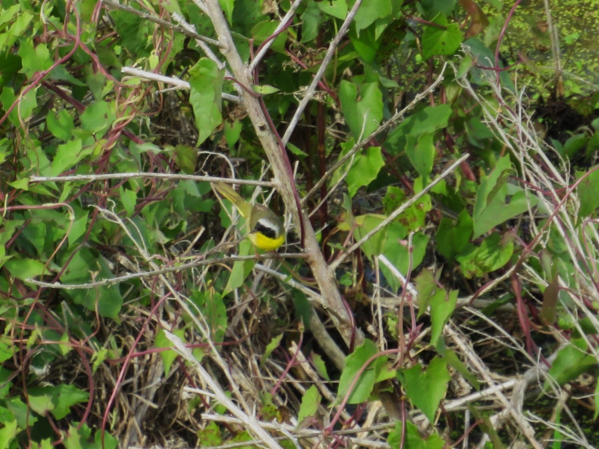 Common Yellowthroat - ML632657865