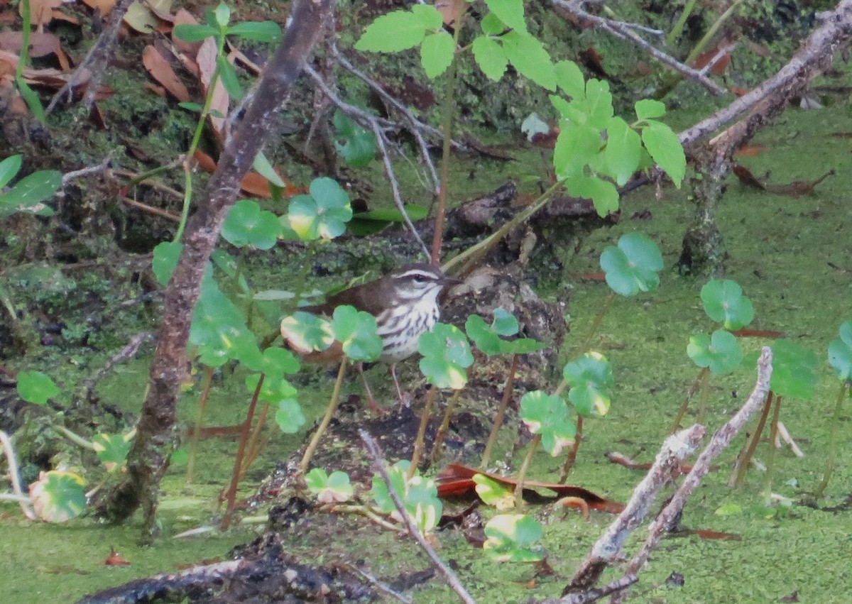 Louisiana Waterthrush - ML632657883