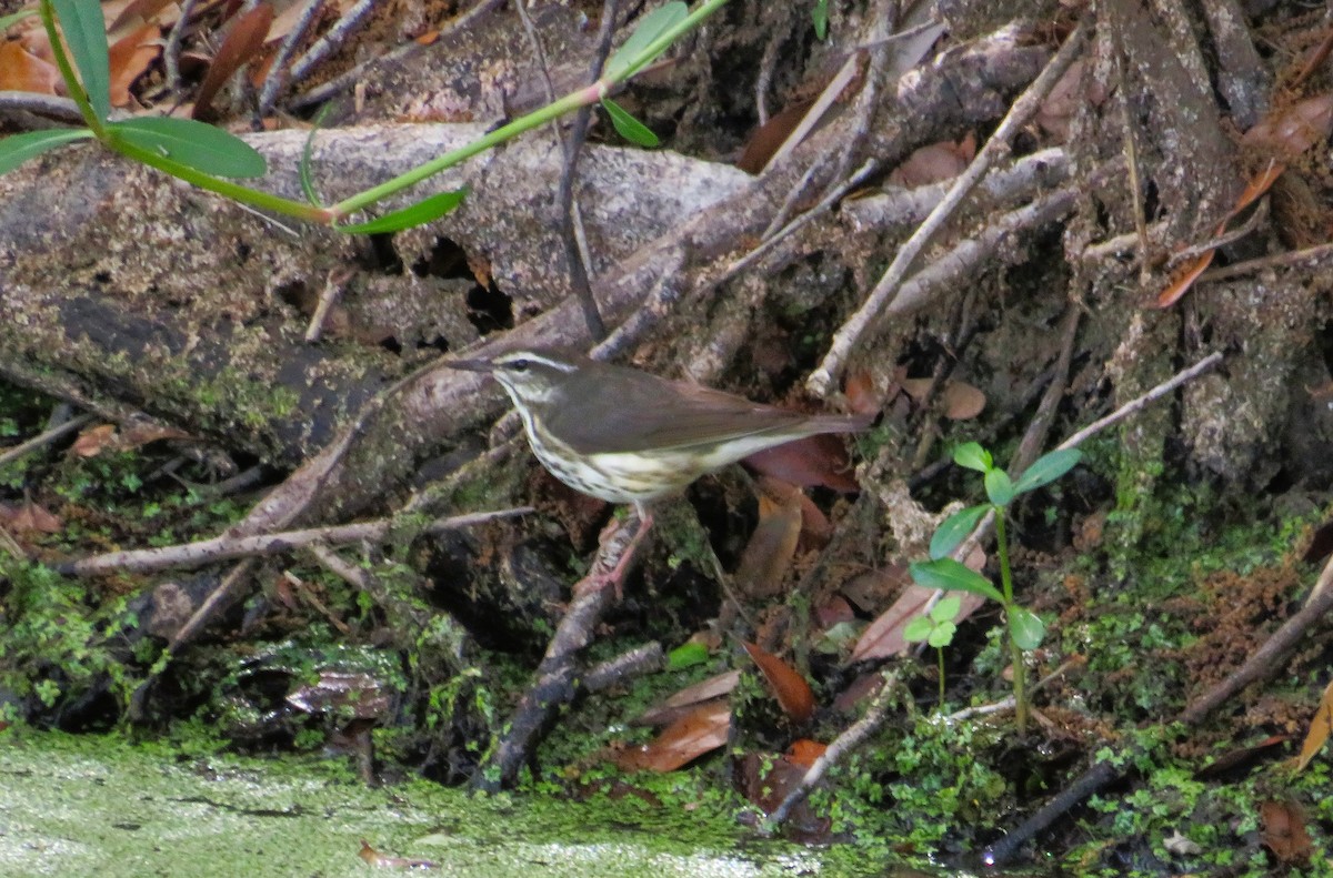 Louisiana Waterthrush - ML632657889