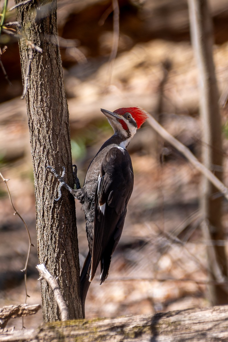 Pileated Woodpecker - ML632657899
