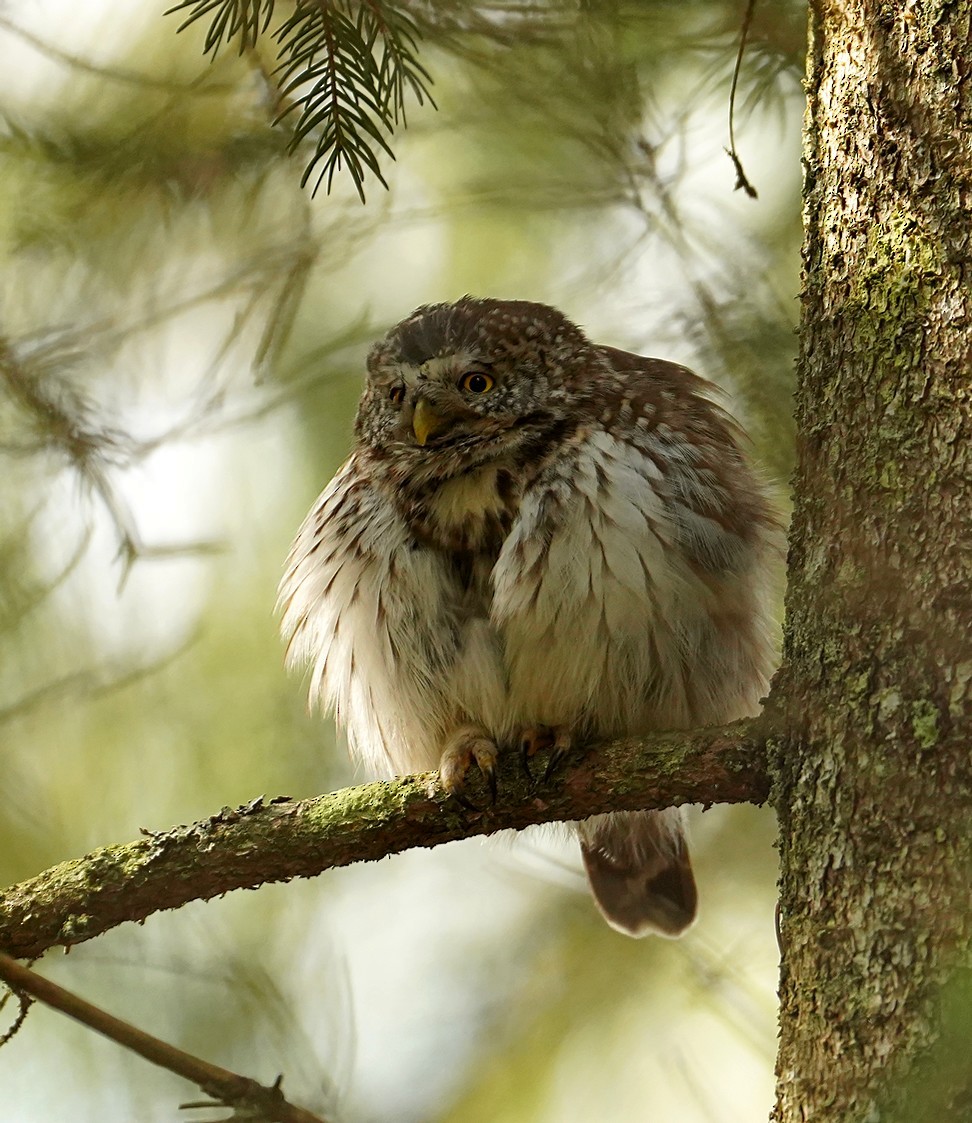 Eurasian Pygmy-Owl - ML632657900