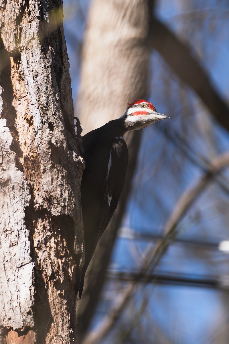 Pileated Woodpecker - ML632657921