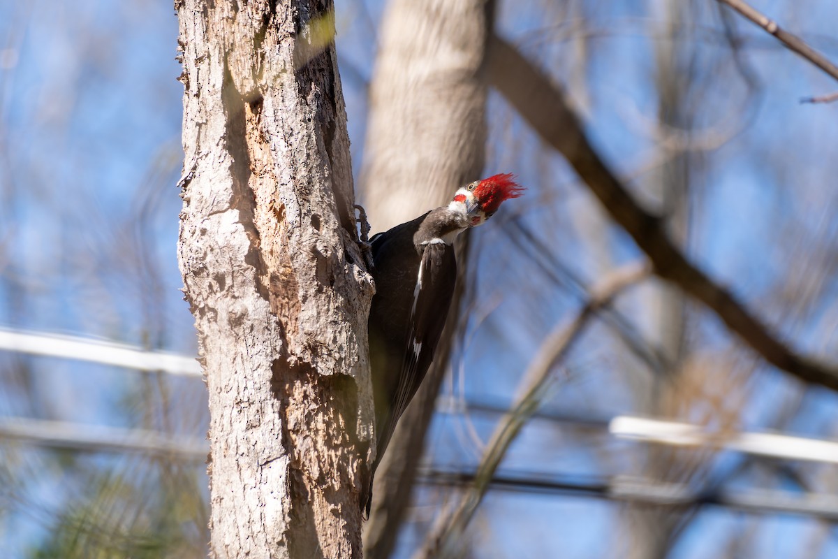 Pileated Woodpecker - ML632657922