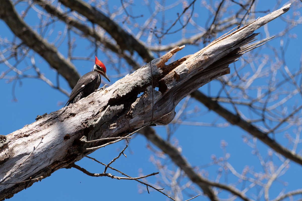 Pileated Woodpecker - ML632657923
