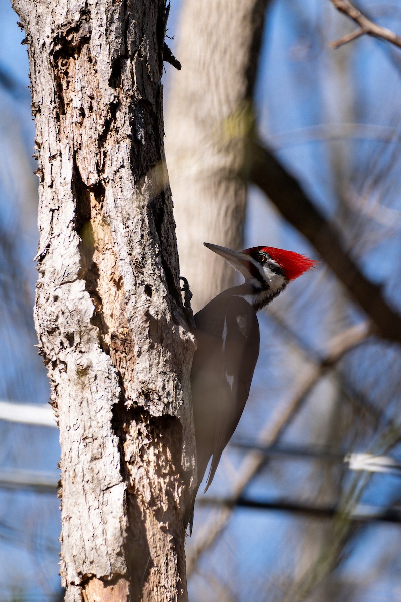 Pileated Woodpecker - ML632657924