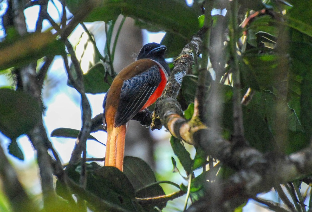 Malabar Trogon - ML632657939