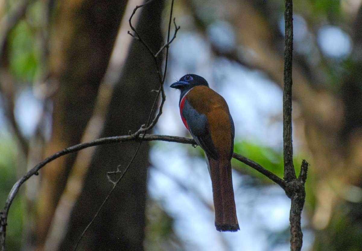 Malabar Trogon - ML632657940