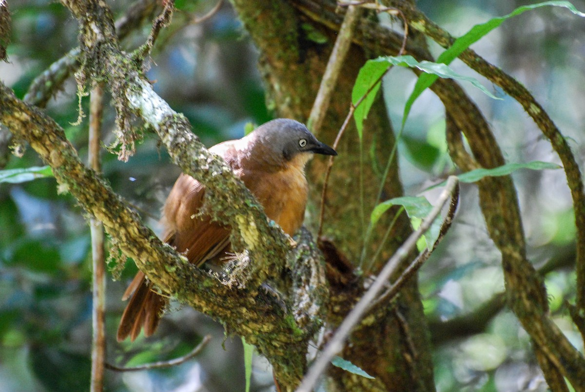 Ashy-headed Laughingthrush - ML632657978