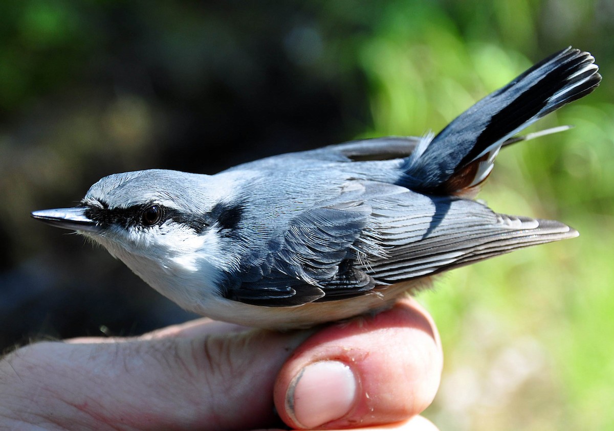 Siberian Nuthatch - ML632658011