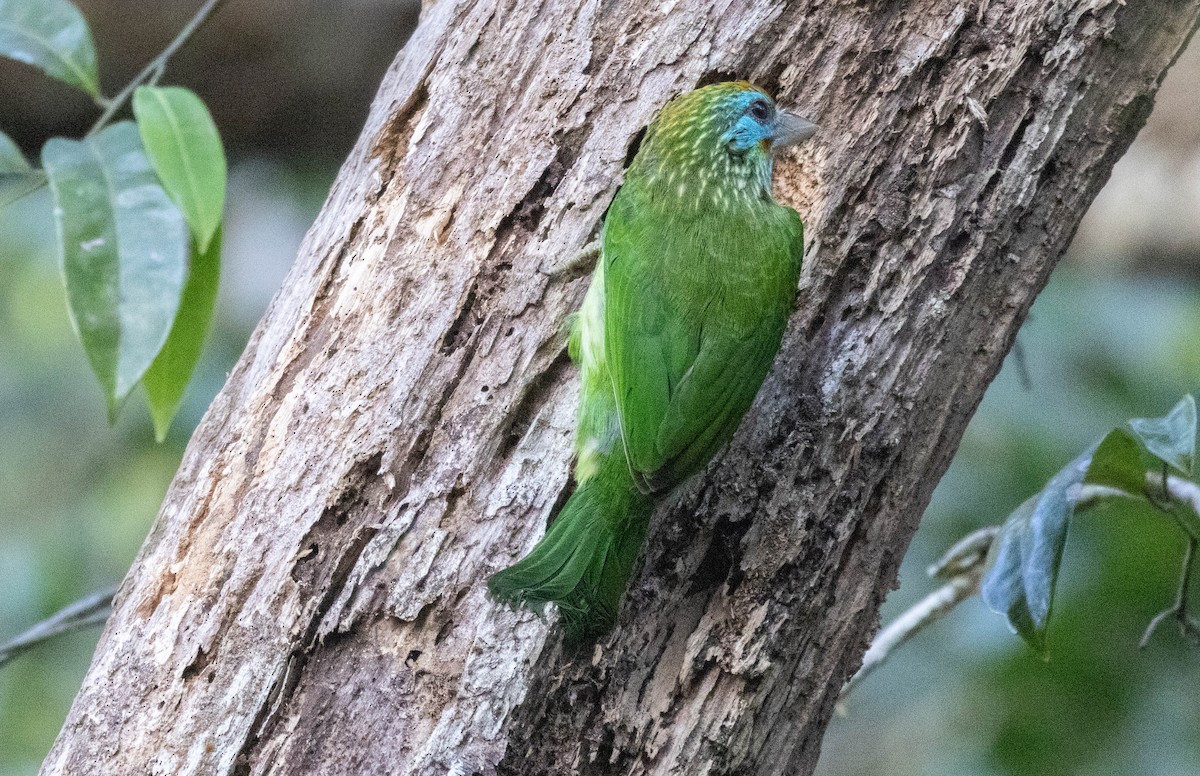 Yellow-fronted Barbet - ML632658013