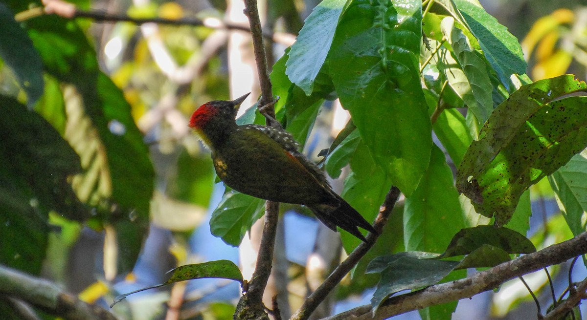 Lesser Yellownape - ML632658027