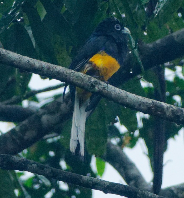 White-tailed Trogon - ML632658073