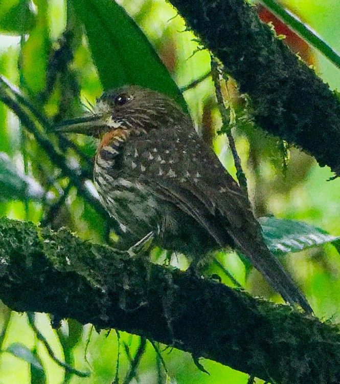 White-whiskered Puffbird - ML632658123