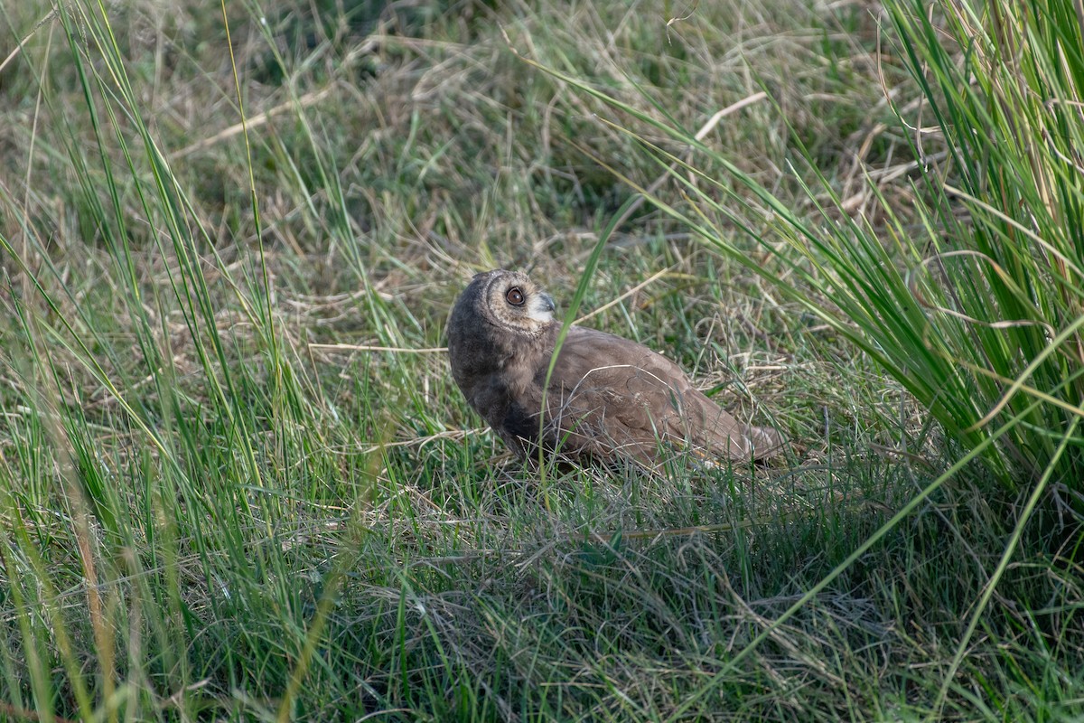 Hibou du Cap - ML632658124