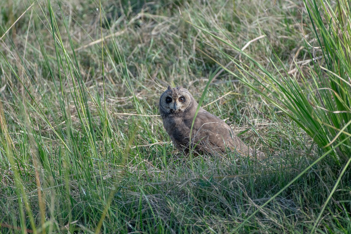 Hibou du Cap - ML632658125