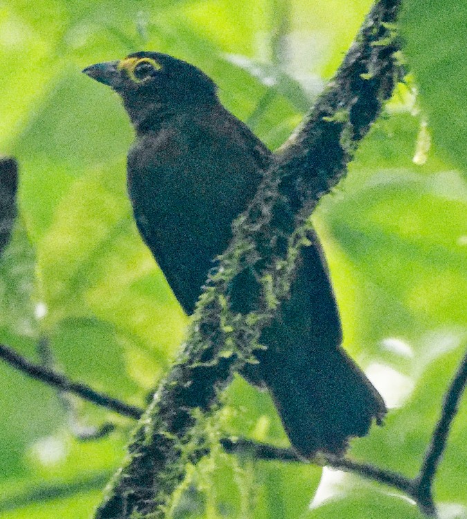 Lemon-spectacled Tanager - ML632658174