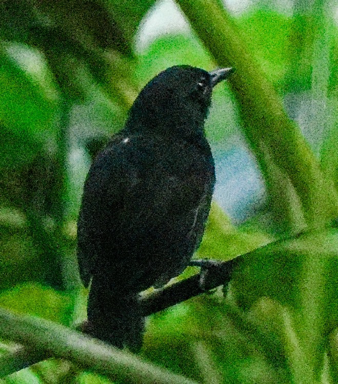Stub-tailed Antbird - ML632658216