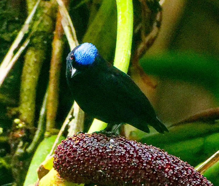 Velvety Manakin - ML632658280