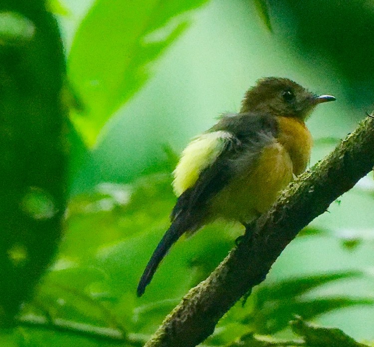 Sulphur-rumped Flycatcher - ML632658311