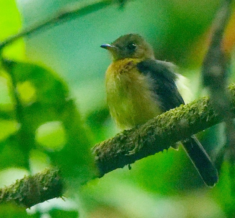 Sulphur-rumped Flycatcher - ML632658313