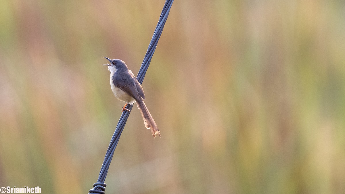 Ashy Prinia - ML632658314