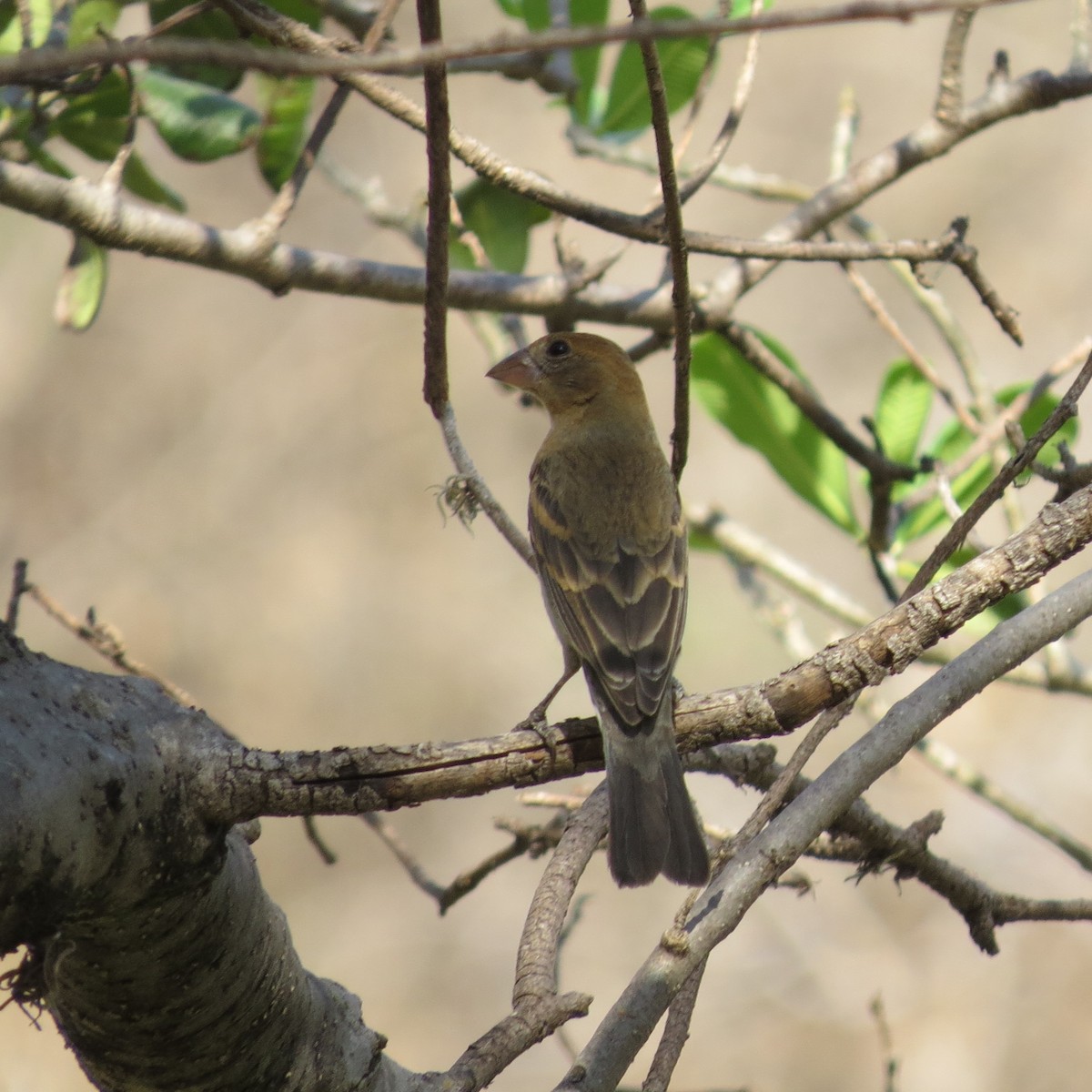 Blue Grosbeak - ML632658336