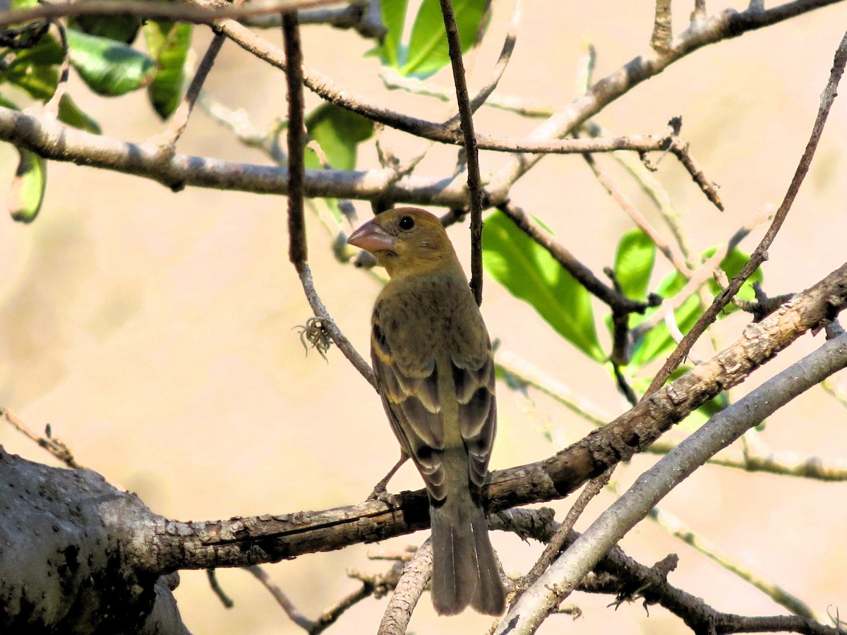 Blue Grosbeak - ML632658337