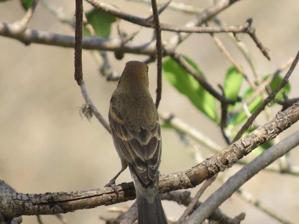Blue Grosbeak - ML632658338