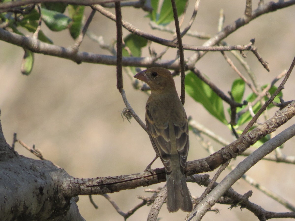 Blue Grosbeak - ML632658340