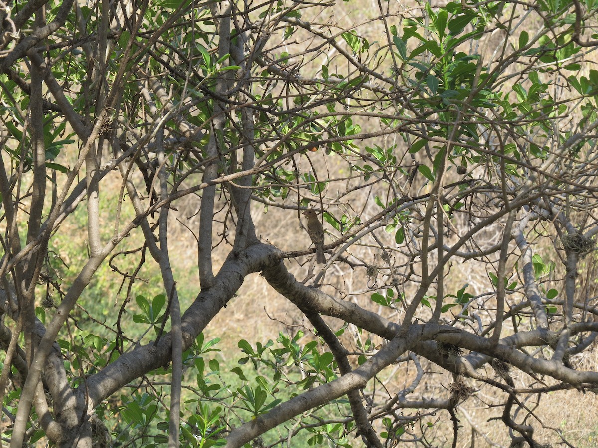 Blue Grosbeak - ML632658344