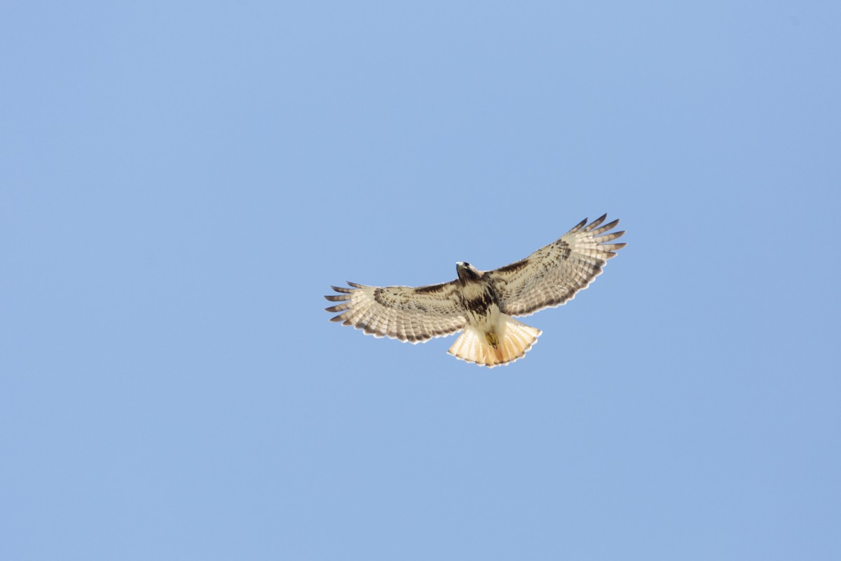 Red-tailed Hawk (jamaicensis) - ML632658414