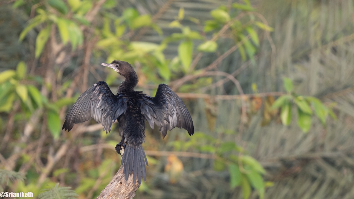 Little Cormorant - ML632658504