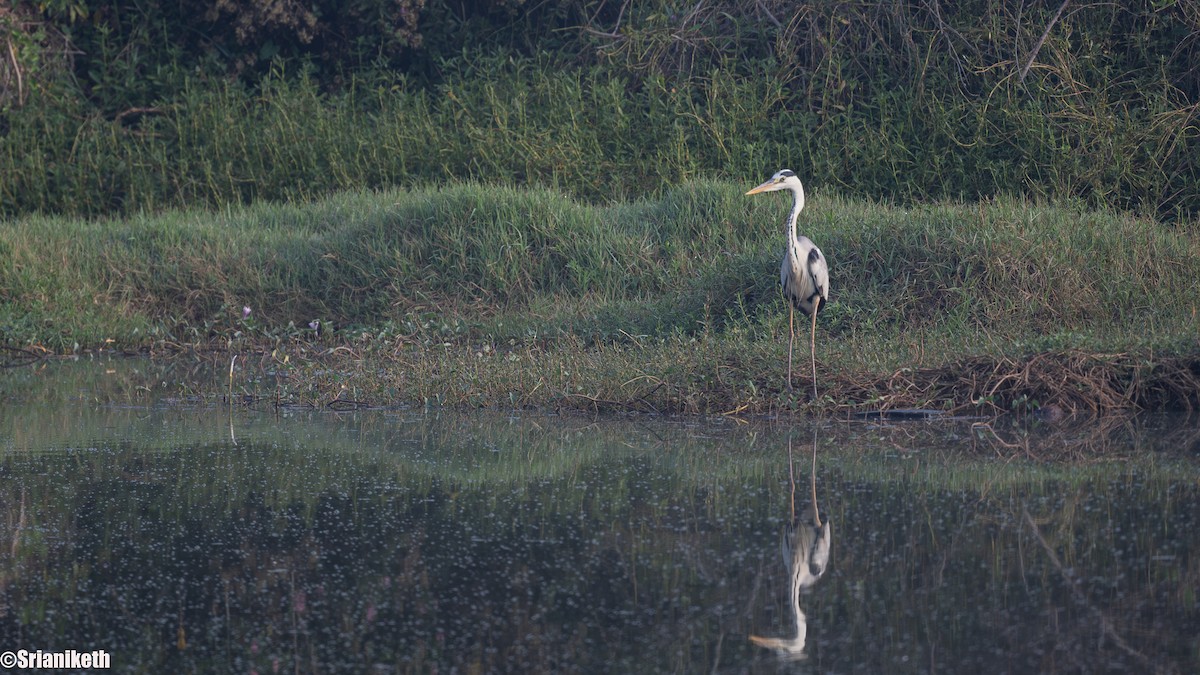 Gray Heron - ML632658532